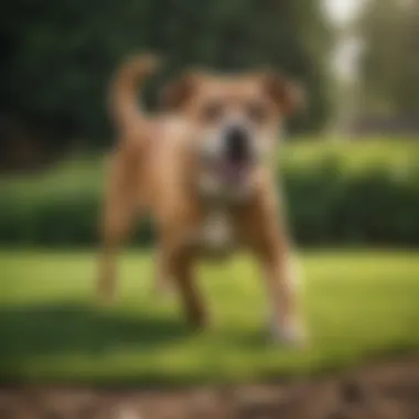 Comprehensive Lawn Care: Strategies to Combat Dog Urine Discoloration Diagram illustrating effective lawn care practices
