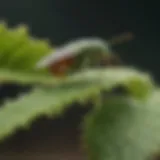 Aphid infestation on a green plant leaf