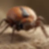 Close-up of a tick on fur