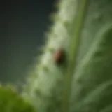 Close-up view of aphids on a green plant leaf, illustrating the pest problem.