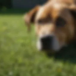 Damaged lawn areas caused by dog urine