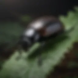 Close-up view of night beetle on a leaf
