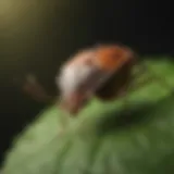 Close-up of a stink bug on a leaf