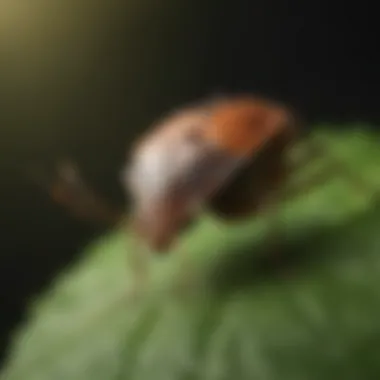 Close-up of a stink bug on a leaf