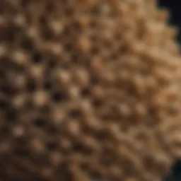 Close-up of a wasp nest showcasing its intricate structure