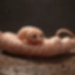 Visual representation of common puppy worms