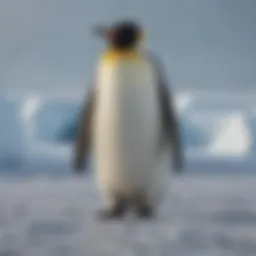 A majestic emperor penguin standing on the icy landscape of Antarctica, showcasing its vibrant orange and yellow markings.