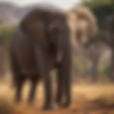 African Elephant in its Natural Habitat Majestic African elephant roaming in the savanna