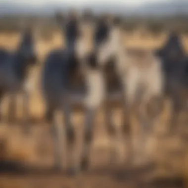 A herd of zebras grazing in the savanna landscape