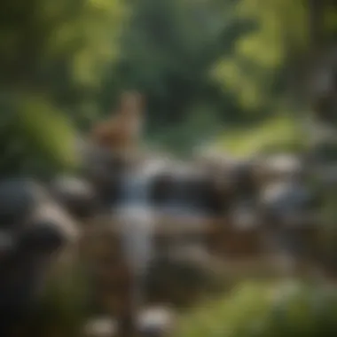 Natural Stream for Dog Enjoyment An elegant backyard with a natural stream designed for dog enjoyment