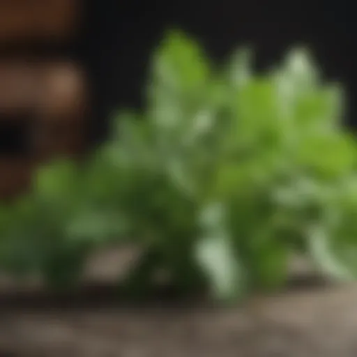 Close-up of fresh parsley leaves