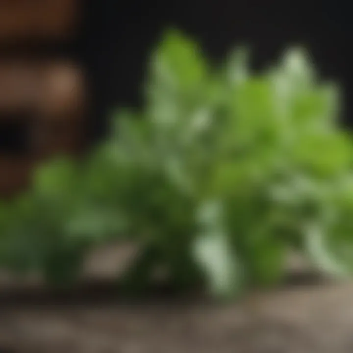 Close-up of fresh parsley leaves