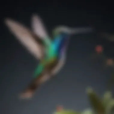Iridescent Hummingbird in Flight A vibrant hummingbird hovering in mid-air, showcasing its iridescent plumage.
