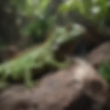 A striking green iguana basking on a rock