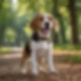 A playful beagle enjoying a sunny day in the park