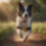 A playful Border Collie running in a field