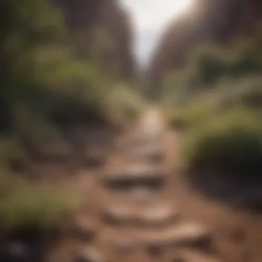 Diverse Hiking Trails in Phoenix Hiking trails weaving through diverse landscapes in Phoenix, showcasing rich flora
