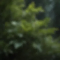 Lush cherry laurel shrub showcasing dense foliage