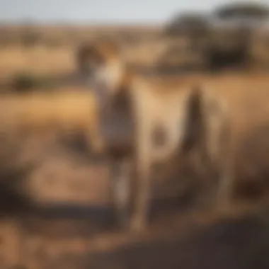 Cheetah Camouflaged in the Savannah Cheetah blending into its savannah habitat