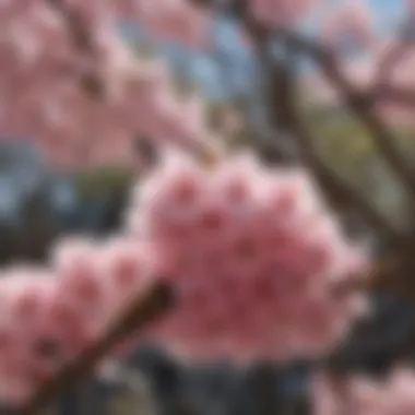 Infographic detailing the growth requirements for cherry blossom trees