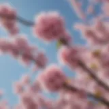 A close-up view of blooming Japanese cherry blossom branches