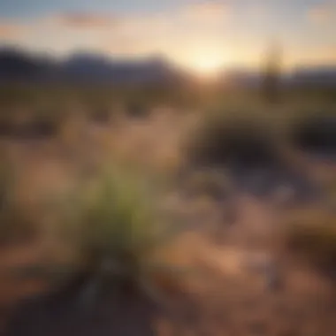Diverse Flora of Arizona Desert Diverse desert plant species thriving in arid conditions