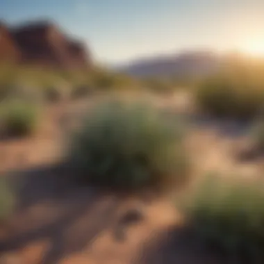 Illustration of ecological interactions between desert plants and their environment