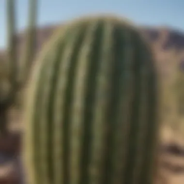 Saguaro Cactus Adaptation for Water Retention Close-up of a saguaro cactus demonstrating water retention adaptations