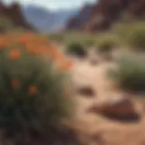Stunning landscape of Arizona desert showcasing unique plant life