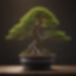 A collection of different bonsai tree varieties showcasing their unique shapes and sizes.