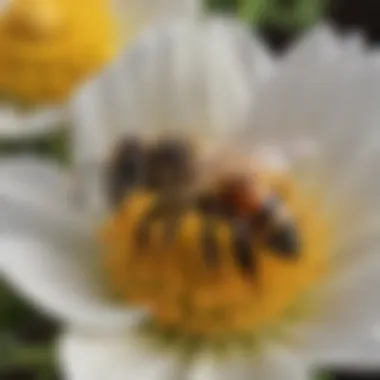 Close-Up of Bee-Deterring Flower Species Close-up of a specific flower species recognized for its bee-deterring capabilities.