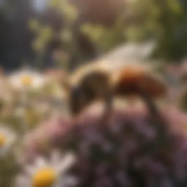 Infographic on Bee Misconceptions An infographic displaying common misconceptions about bees and their interactions with flowering plants.