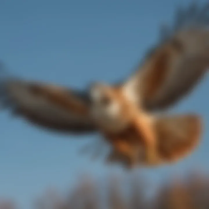 Red-tailed hawk soaring against a blue sky