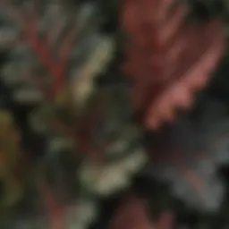Vibrant Kale Redbor leaves showcasing their unique texture and color