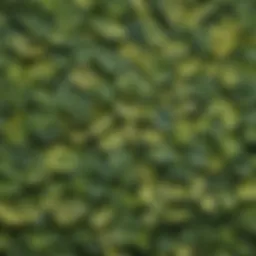 A close-up view of different miniature hosta leaves showcasing their unique textures and colors.