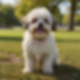 A playful Shih Poo enjoying a sunny day in a park