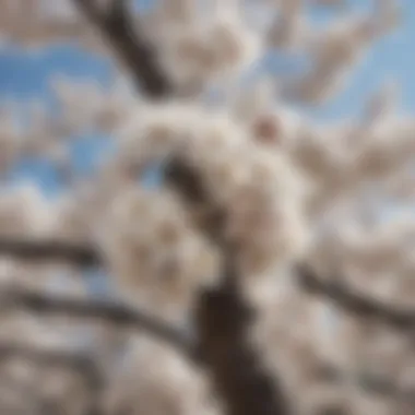 Cherry blossom tree displaying clusters of white blossoms