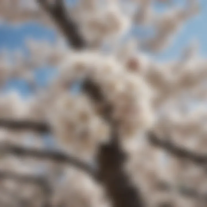 Cherry blossom tree displaying clusters of white blossoms