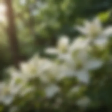 Dogwood tree showcasing stunning white flowers against green leaves