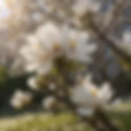 Magnolia tree in full bloom with large white flowers