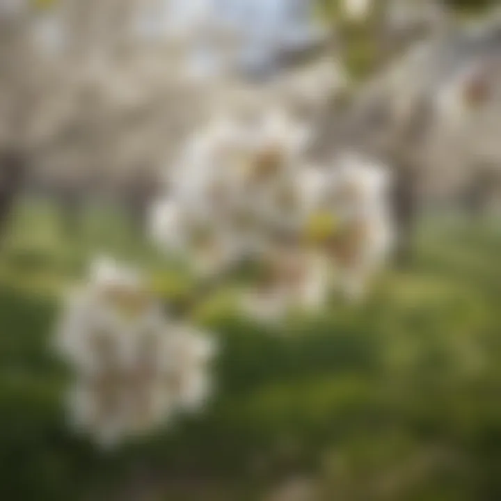 Serviceberry tree adorned with white blooms in a serene landscape