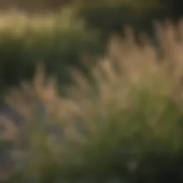 A diverse array of lush perennial grasses swaying in the breeze