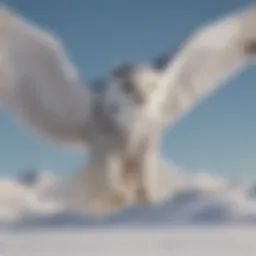 Majestic snowy owl in flight showcasing its expansive wingspan