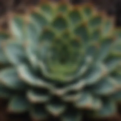 Close-up of a succulent with long, flat leaves showcasing its unique texture and color.