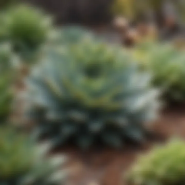 Succulents with long flat leaves thriving in a sunlit garden, emphasizing their ideal growing conditions.