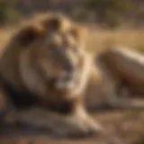 Majestic lion resting in the savannah