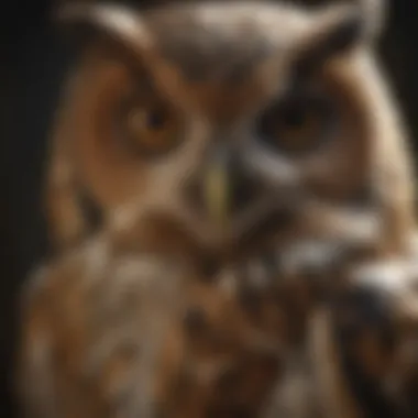 Comparison of Owl Decoy Designs Comparison of various owl decoy designs in pest control