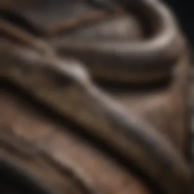 A maintenance guide for snake chaps, featuring cleaning tools and care instructions.