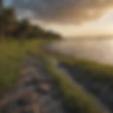 Conservation efforts illustrated by volunteers restoring the shoreline of Lake Okeechobee