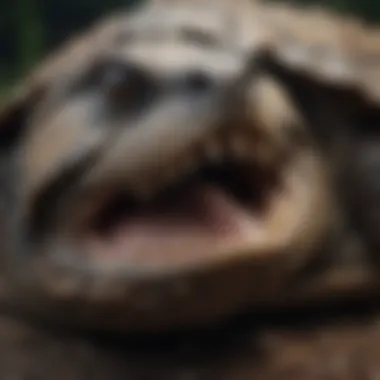 Close-up of a snapping turtle's jaw showcasing its powerful beak